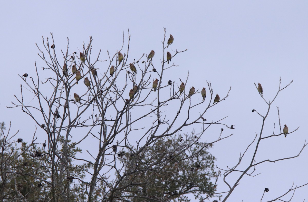 Cedar Waxwing - ML614866671