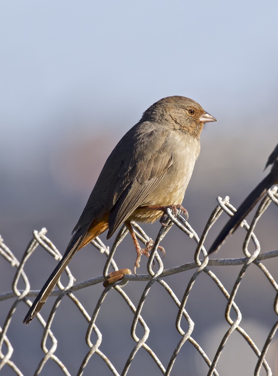 California Towhee - ML614866672