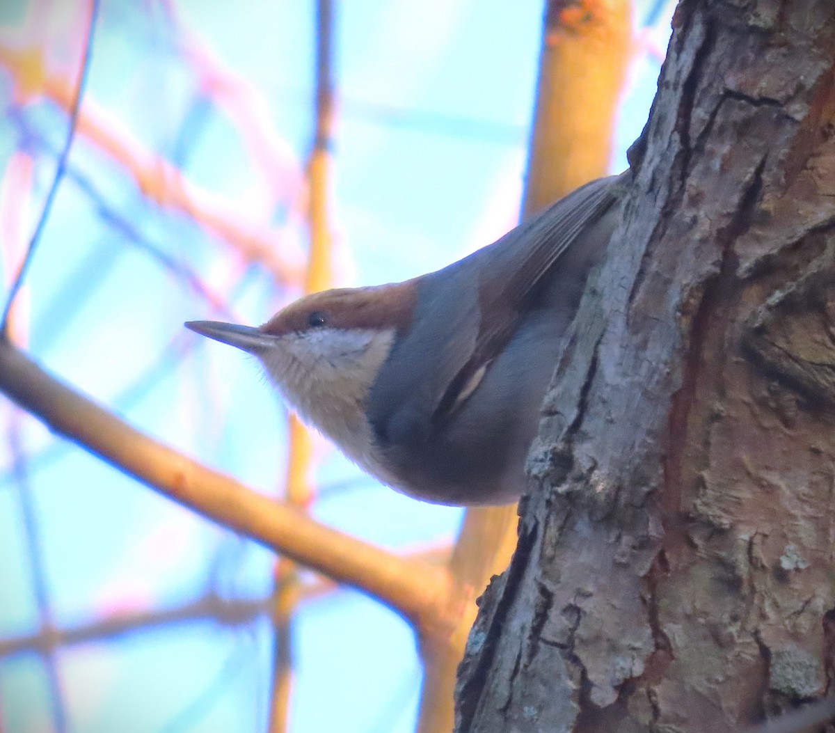 Brown-headed Nuthatch - ML614866789