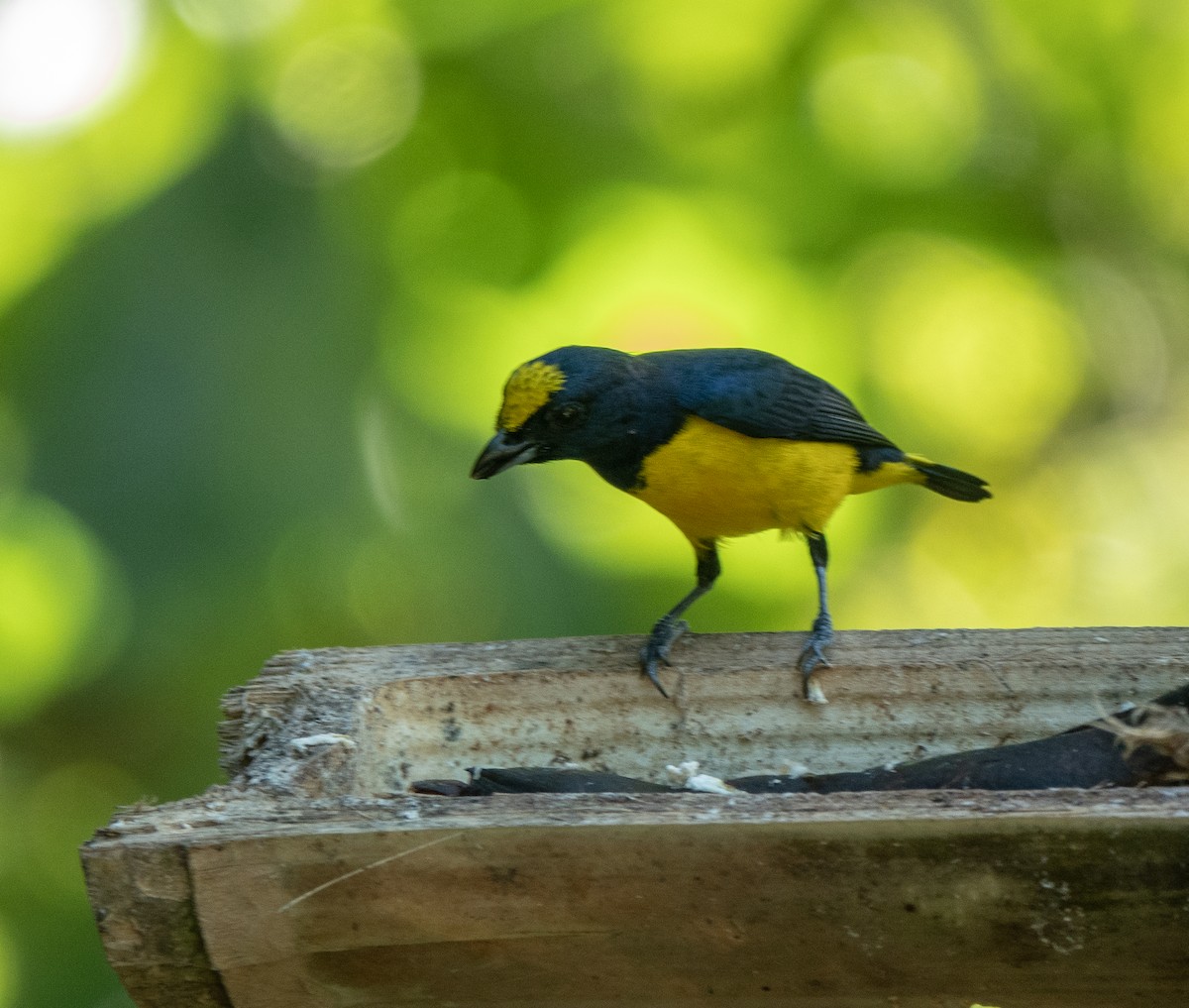 Yellow-crowned Euphonia - Lynn    <')))< Salmon