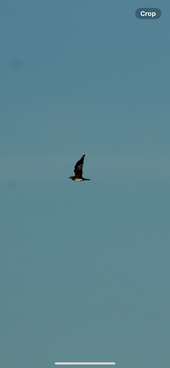 Parasitic Jaeger - Nick Taylor