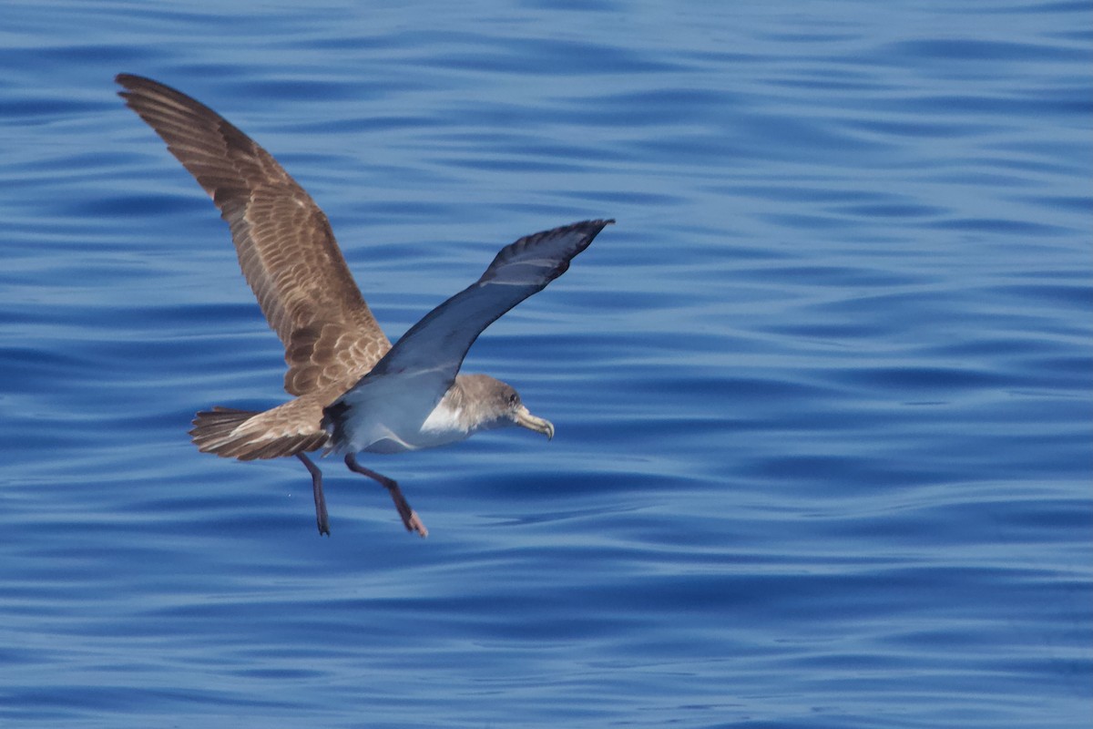 Cory's Shearwater - ML614867105