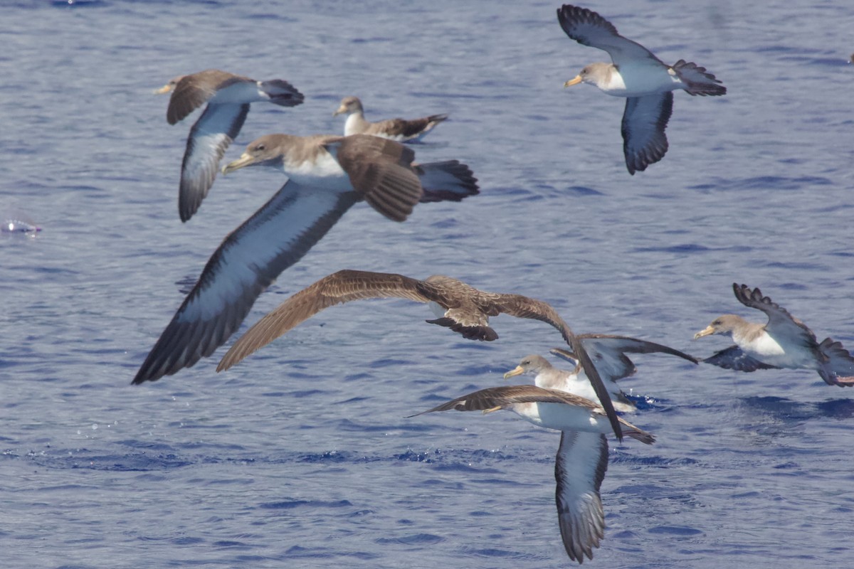 Cory's Shearwater - ML614867106