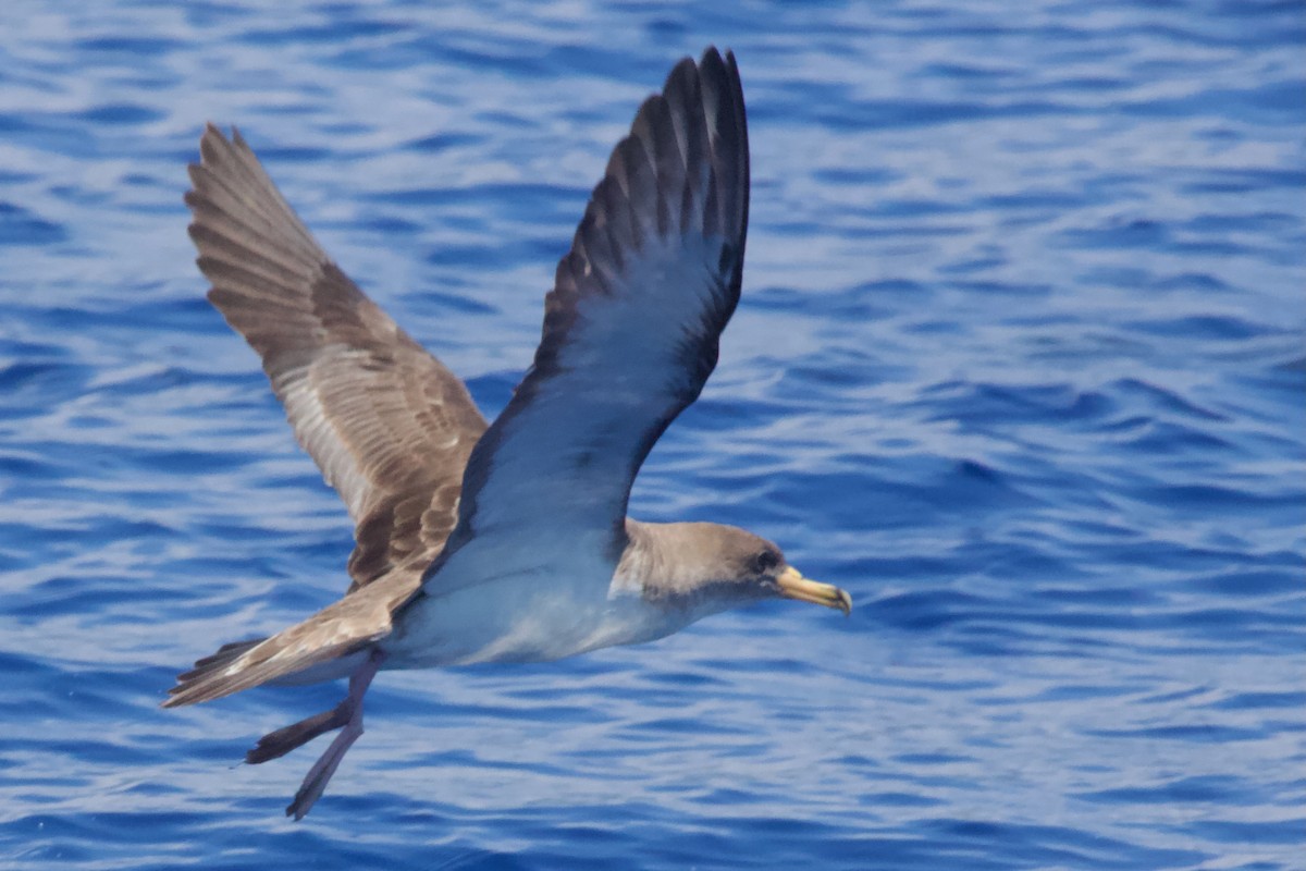 Cory's Shearwater - ML614867109