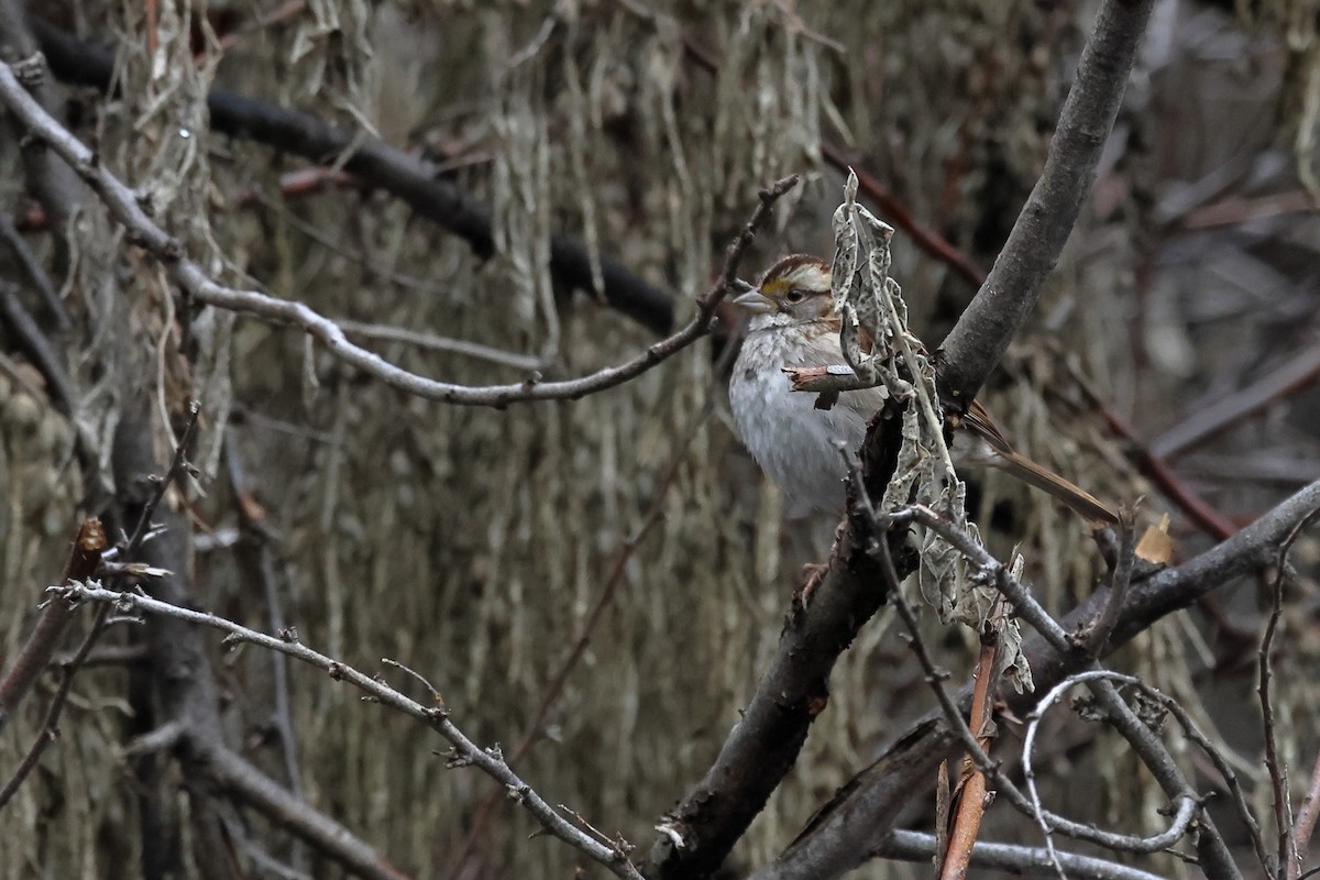 White-throated Sparrow - ML614867115