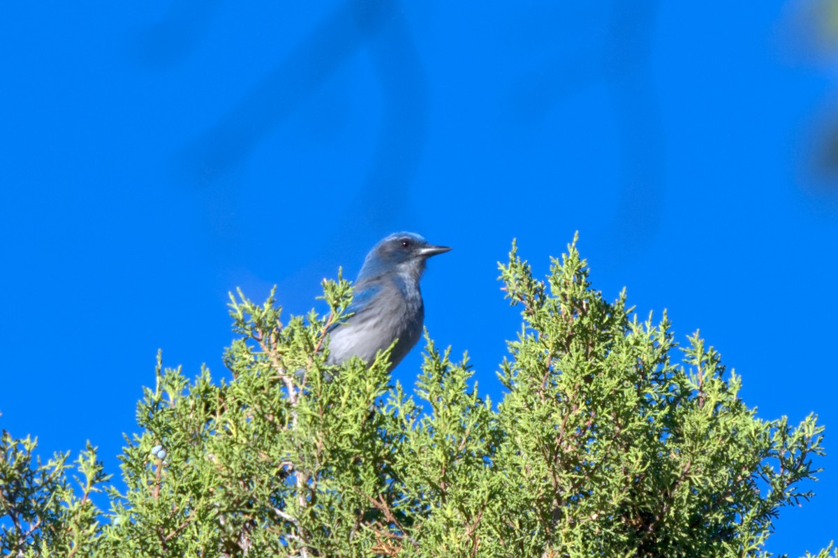 Woodhouse's Scrub-Jay - ML614867121