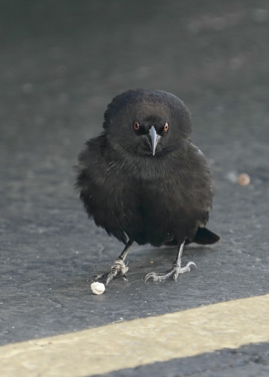 Bronzed Cowbird - ML614867197