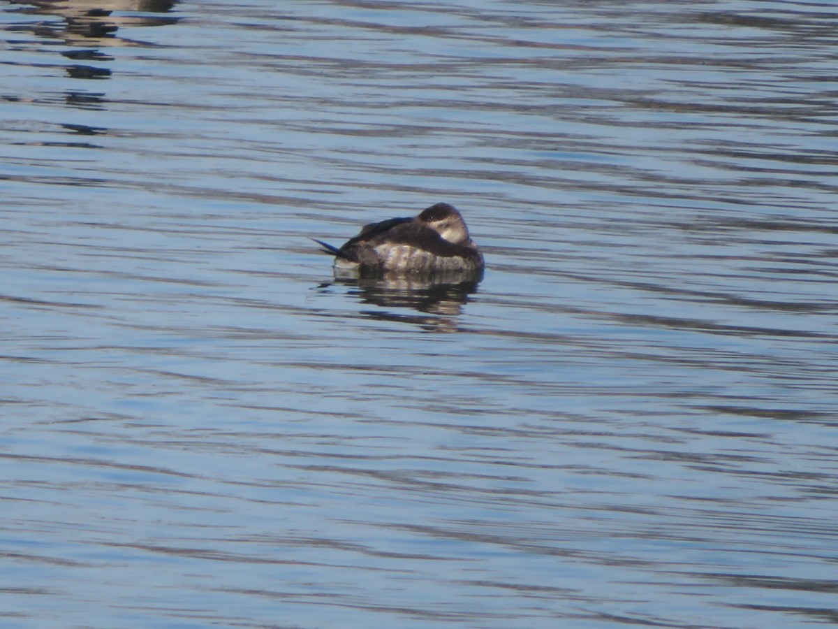 Ruddy Duck - ML614867202