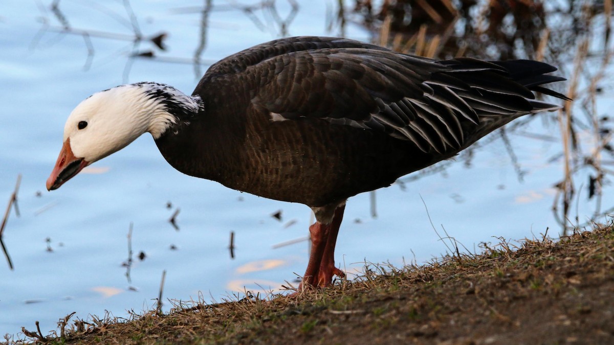 Snow Goose - ML614867237