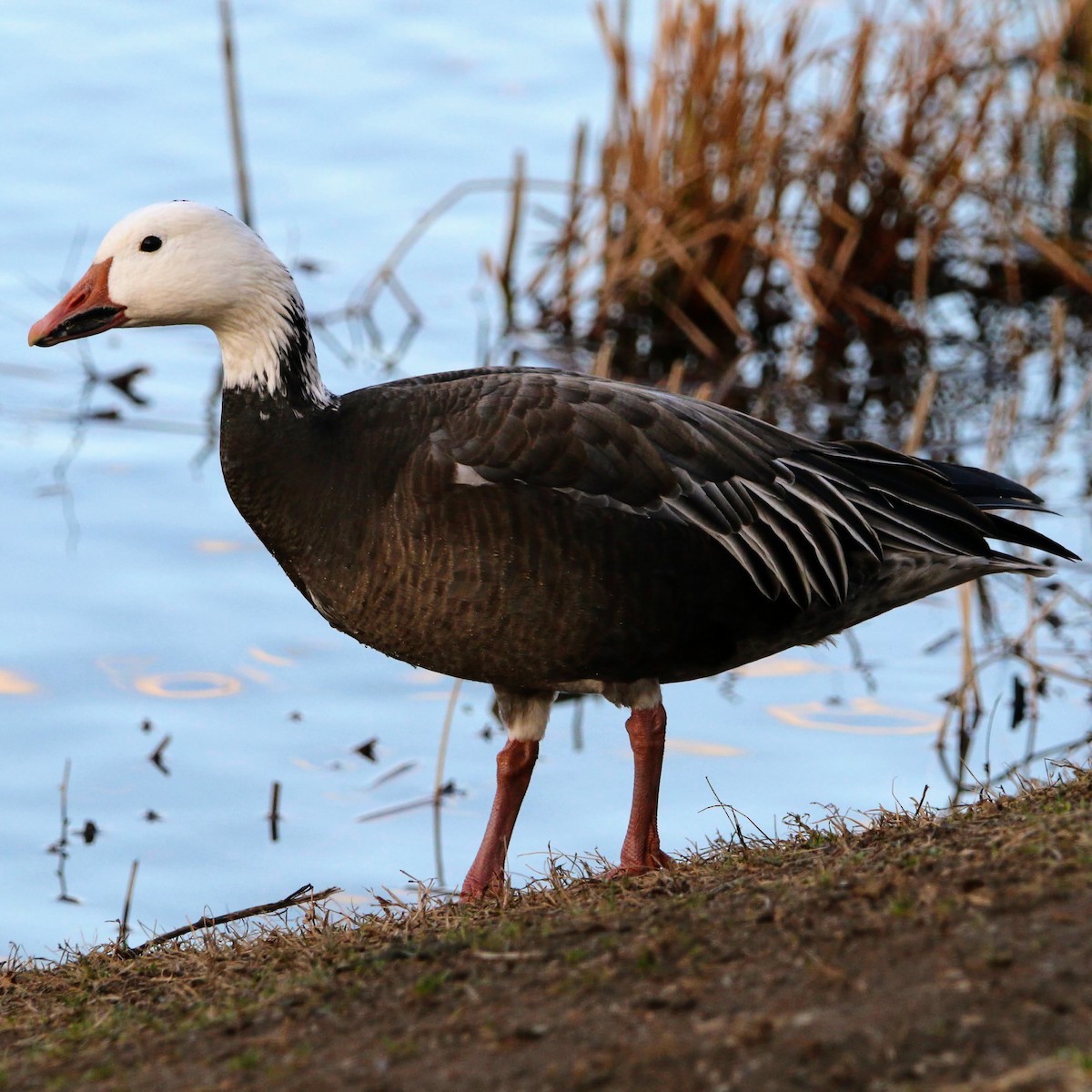 Snow Goose - ML614867238