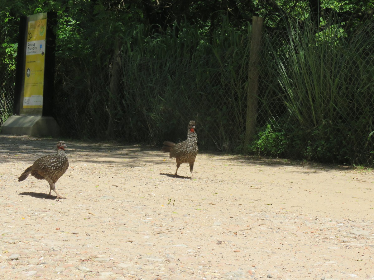 Dusky-legged Guan - ML614867327