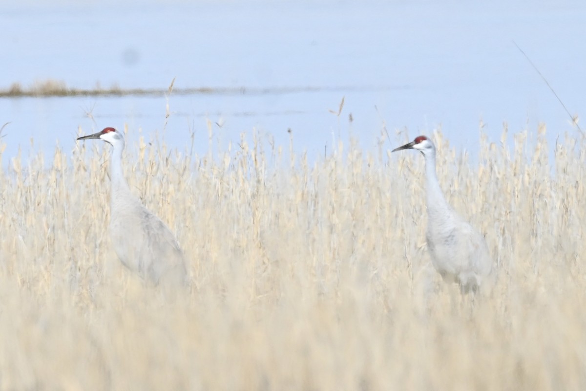 Sandhill Crane - ML614867335