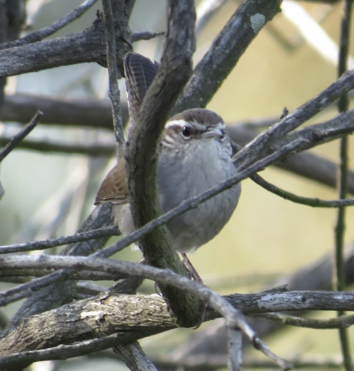 Bewick's Wren - ML614867420