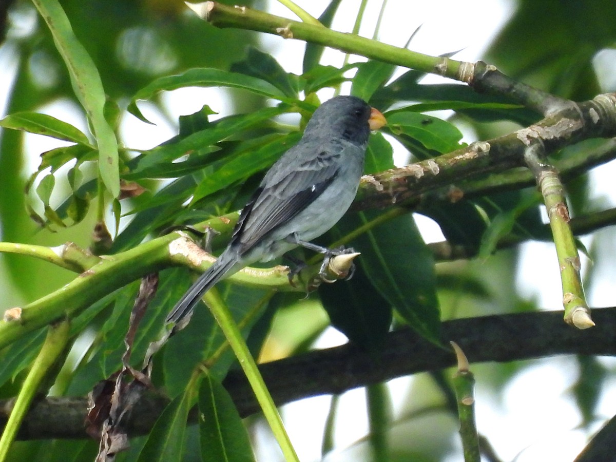 Gray Seedeater - ML614867446