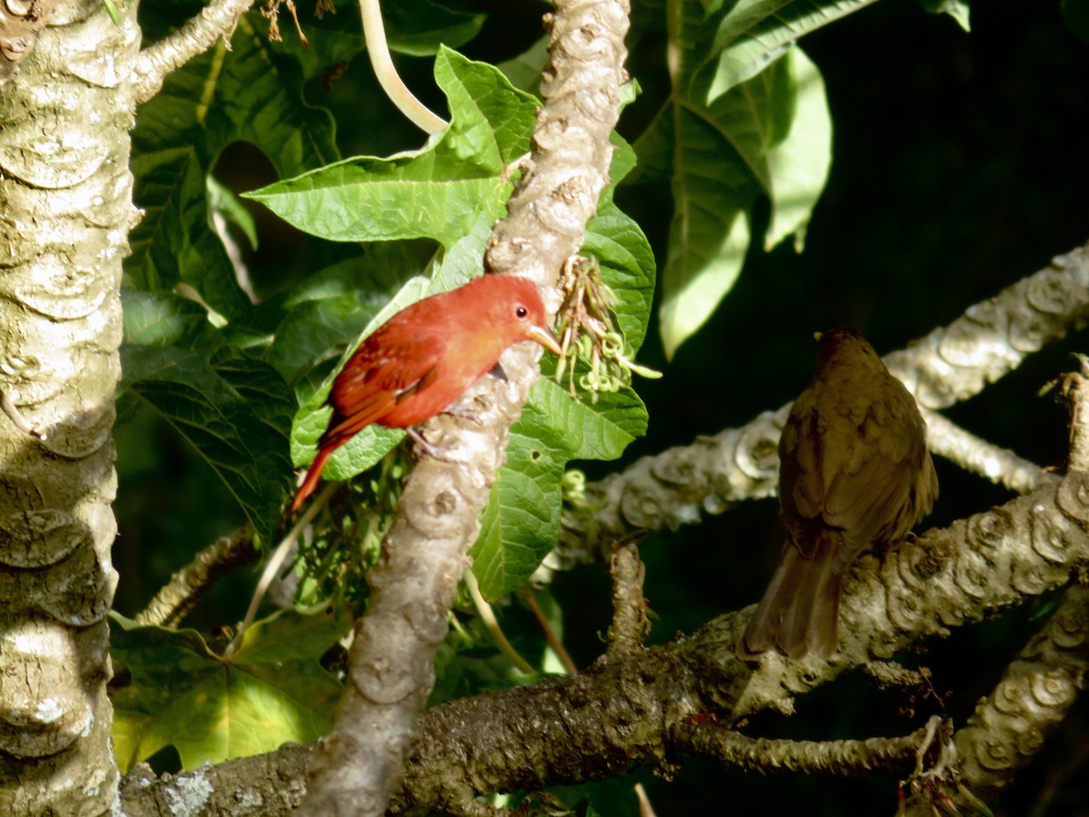 Summer Tanager - Christine Cote