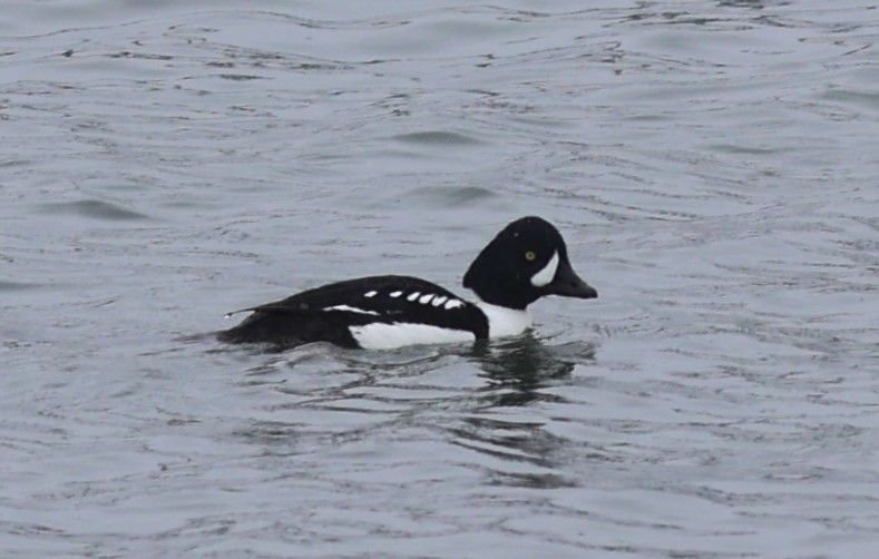 Barrow's Goldeneye - Will Wright