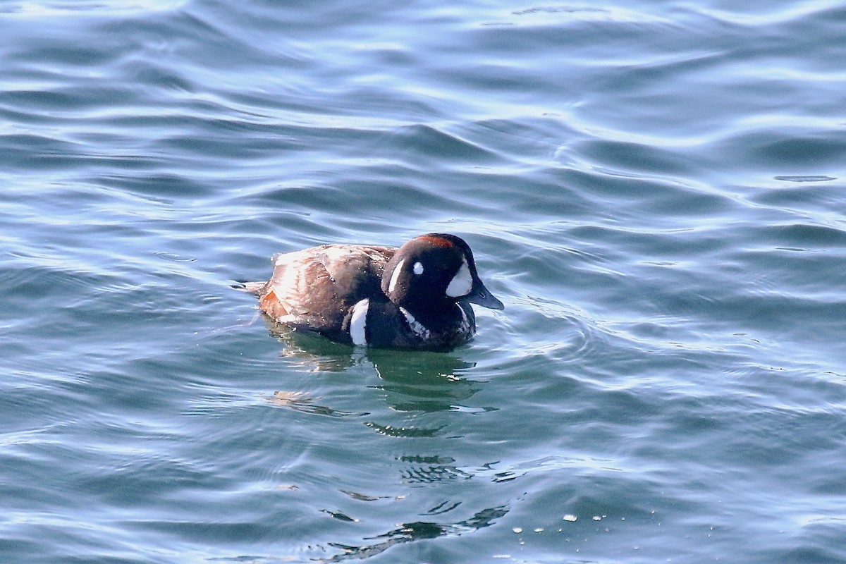 Harlequin Duck - ML614867559