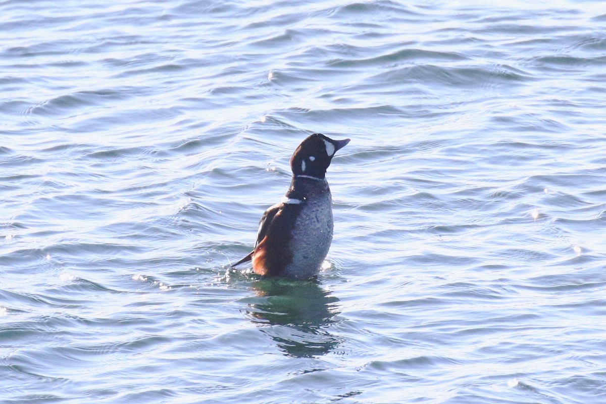 Harlequin Duck - ML614867580