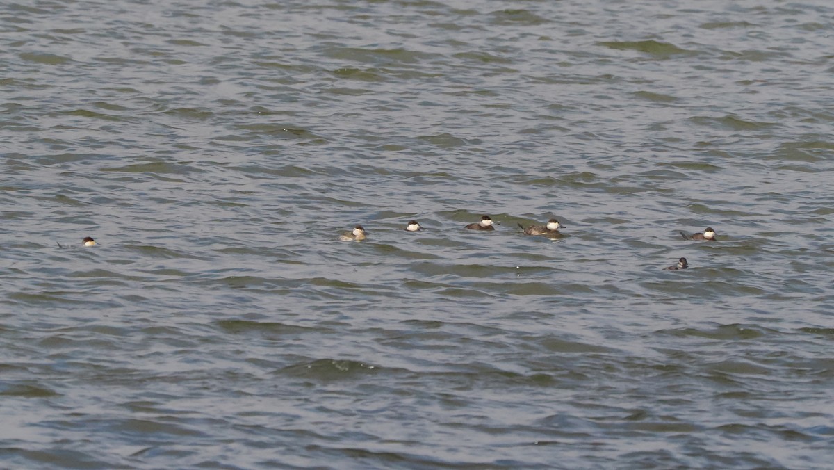 Ruddy Duck - ML614867595