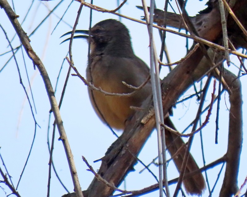 California Thrasher - ML614867598
