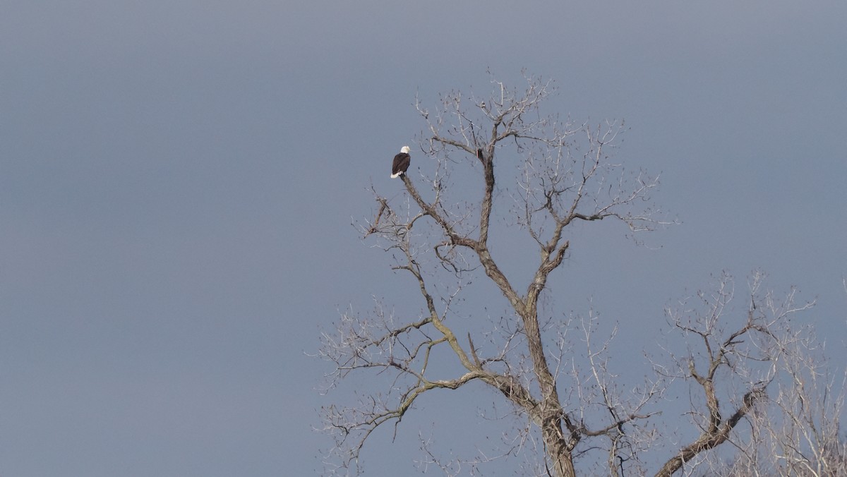 Bald Eagle - ML614867610