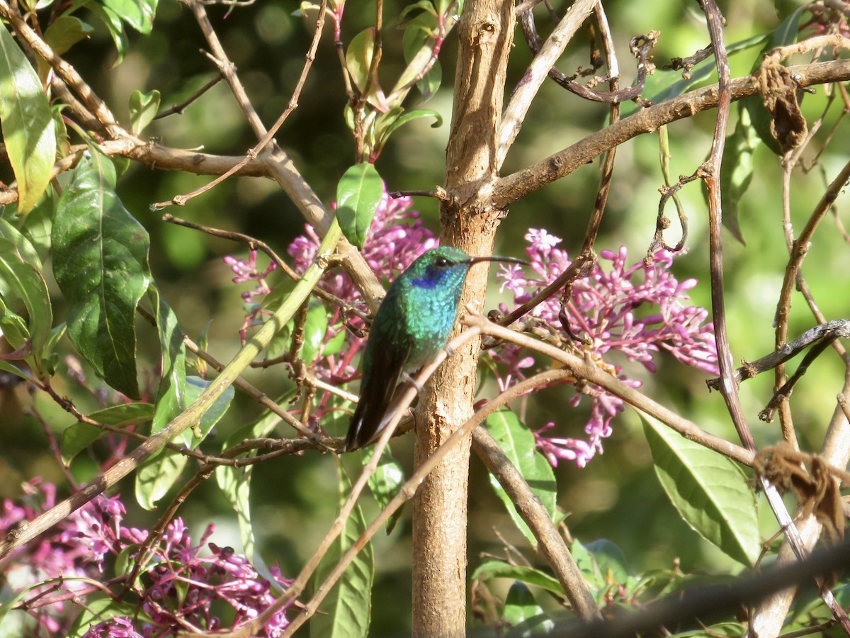 Lesser Violetear - ML614867611