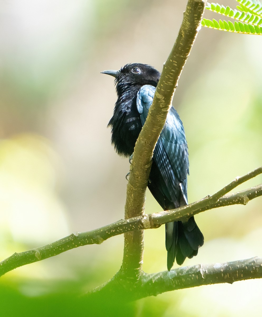 Philippine Drongo-Cuckoo - Kevin Pearce