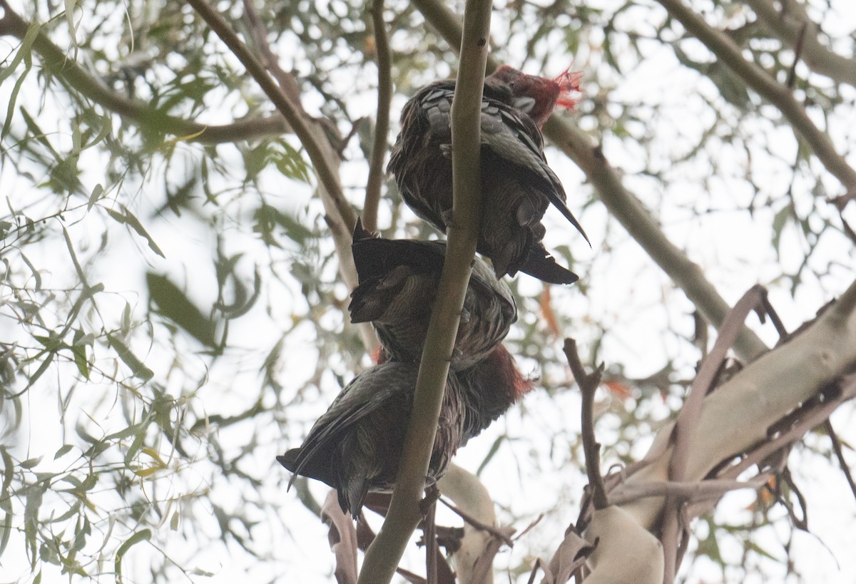 Gang-gang Cockatoo - ML614867656