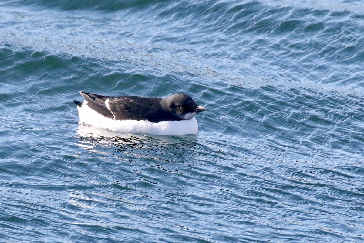 Thick-billed Murre - ML614867662