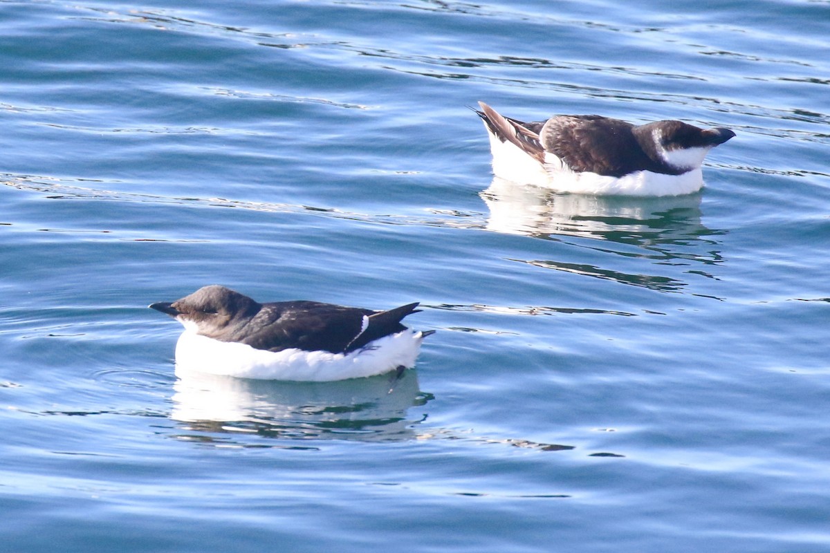 Thick-billed Murre - ML614867690