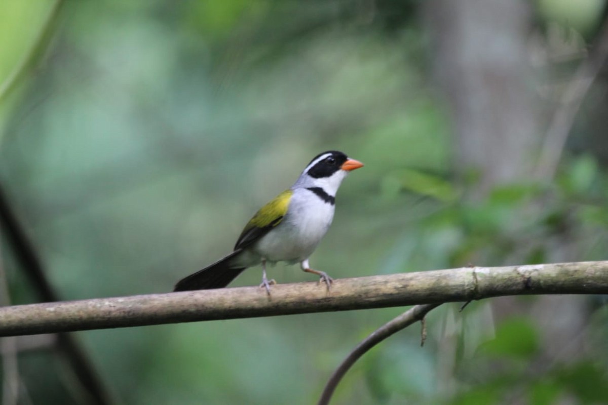 Saffron-billed Sparrow - ML614867697