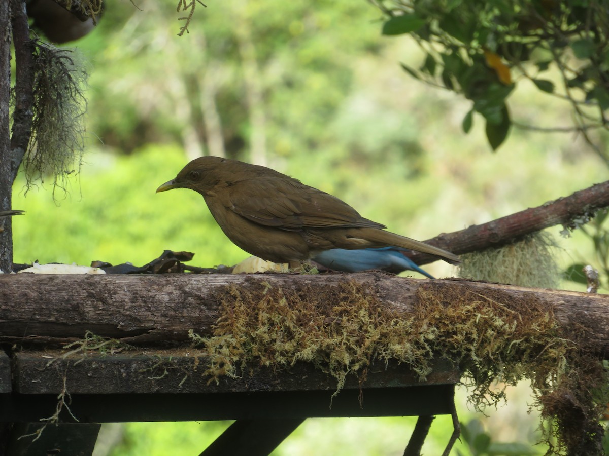 Clay-colored Thrush - ML614867715