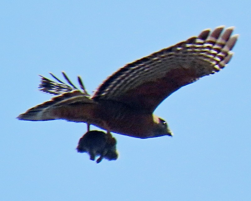 Red-shouldered Hawk - ML614867748