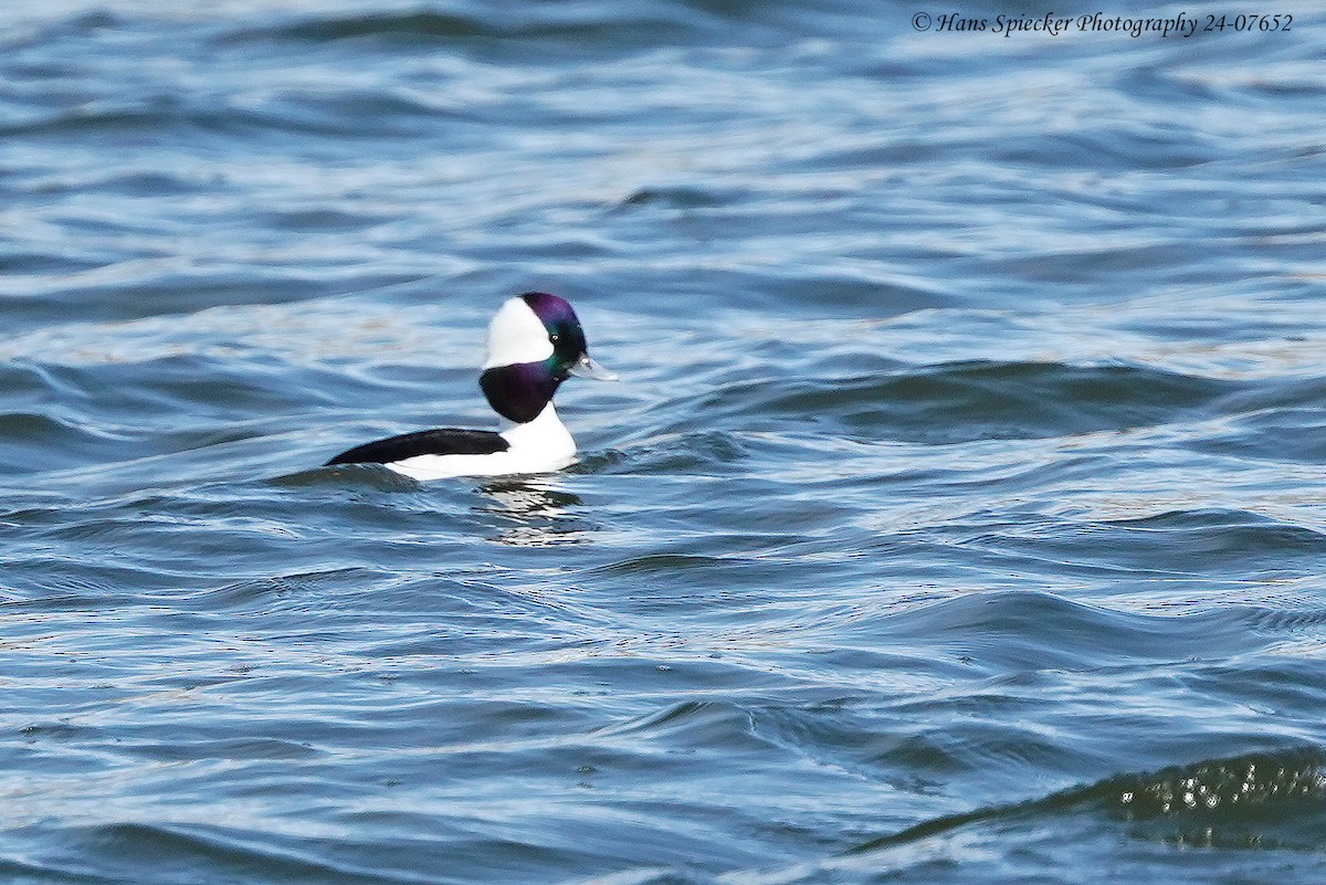 Bufflehead - ML614867768