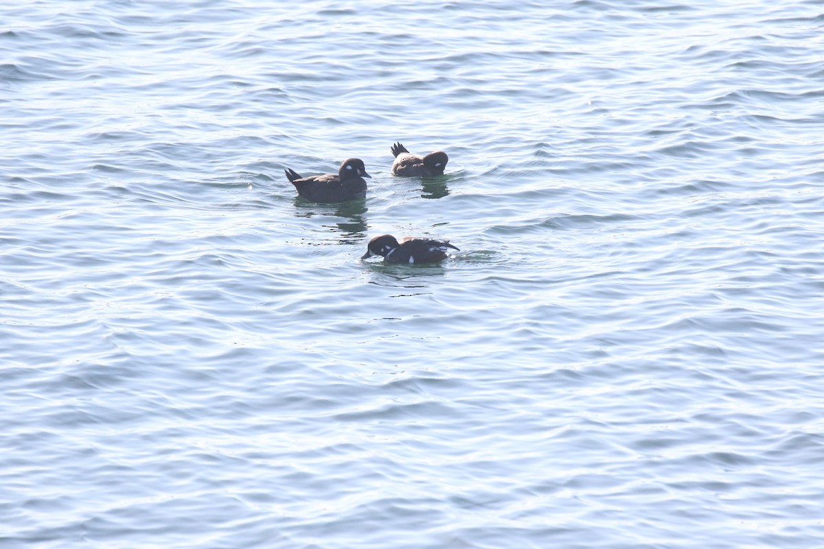 Harlequin Duck - ML614867770