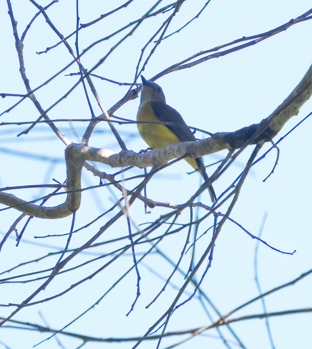 Yellow-bellied Whistler - Kevin Pearce