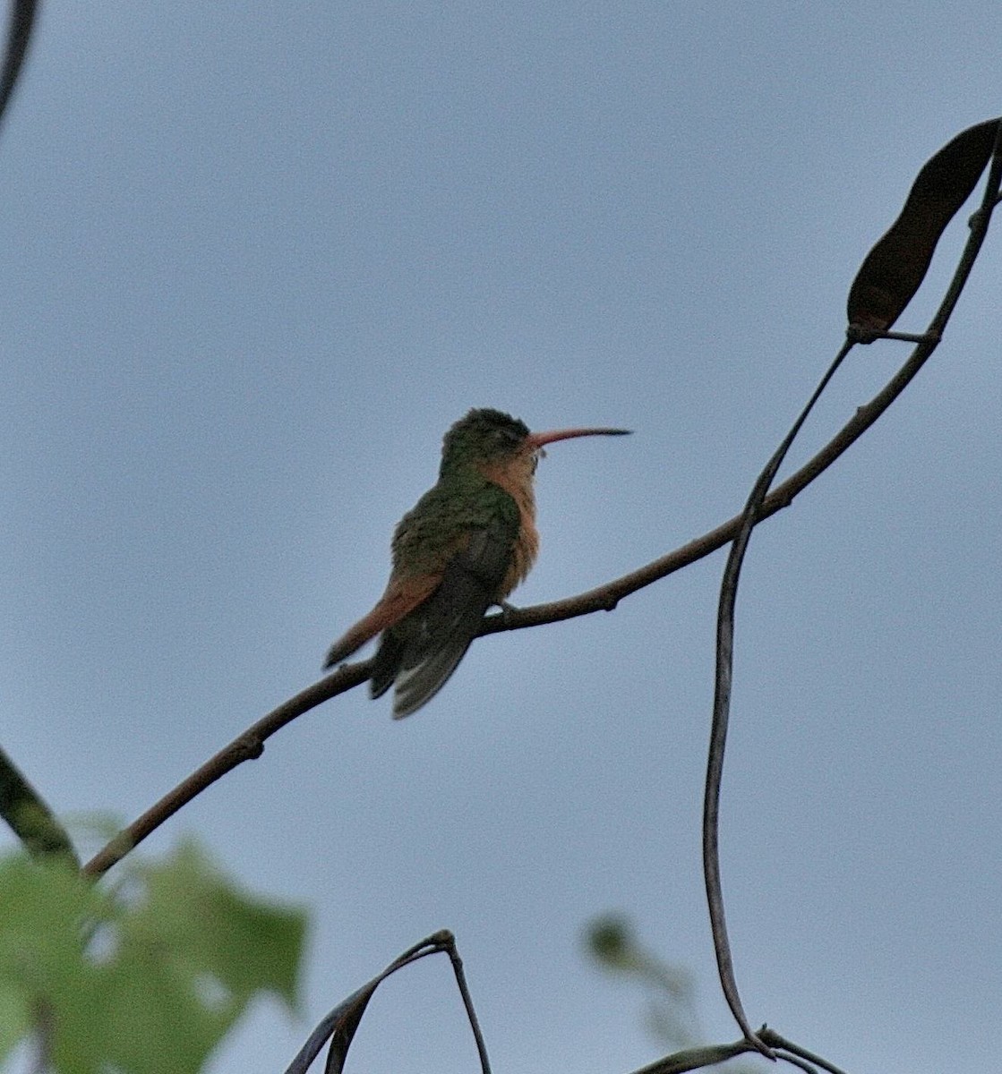 kolibřík ryšavý - ML614867825