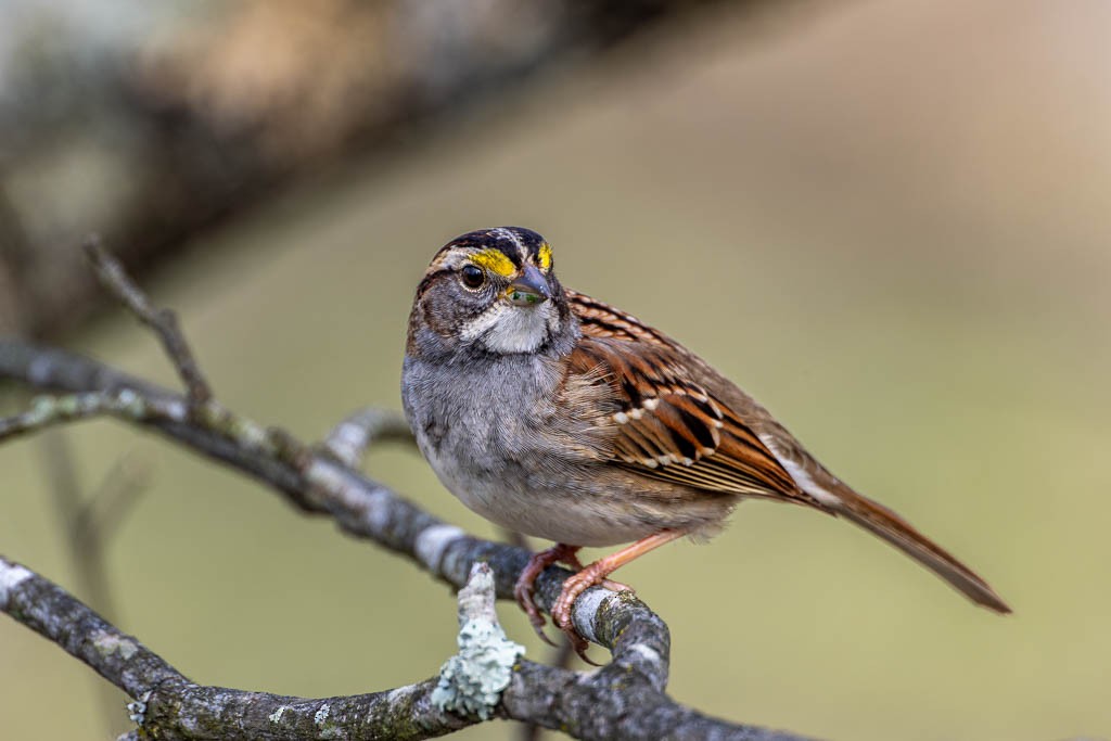 White-throated Sparrow - James Spitznas