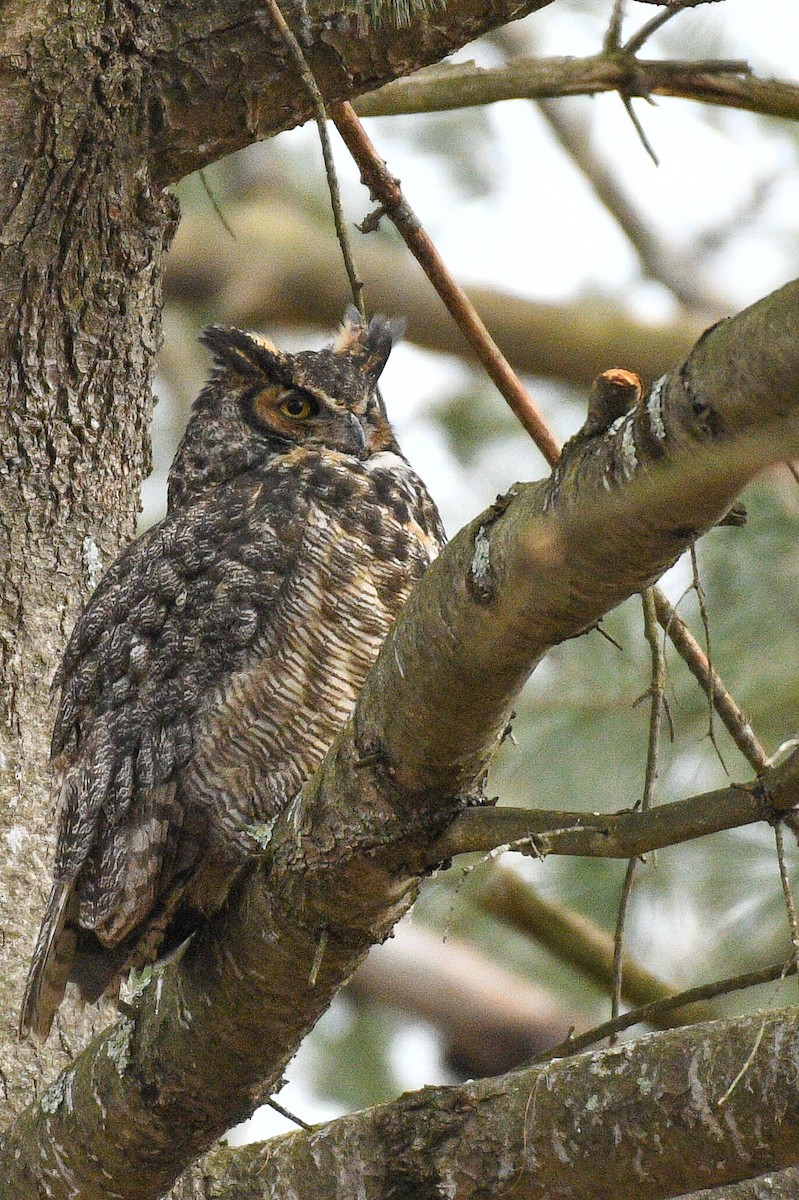 Great Horned Owl - ML614867860
