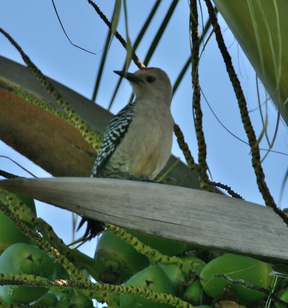 Gila Woodpecker - ML614867875