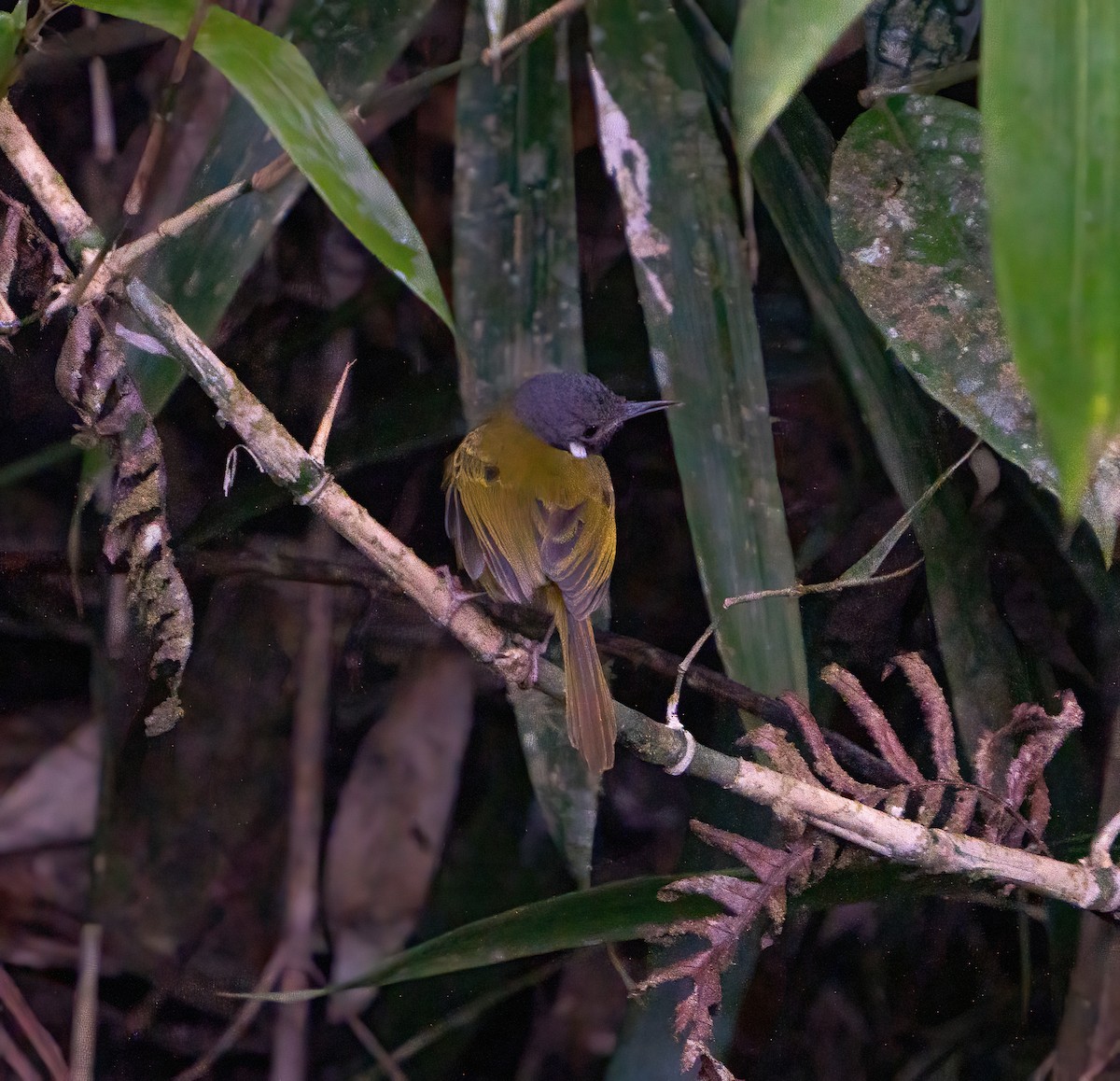 White-eared Tailorbird - Kevin Pearce