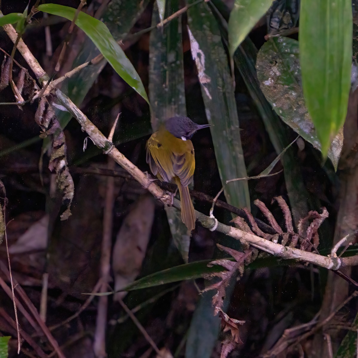 White-eared Tailorbird - ML614867878