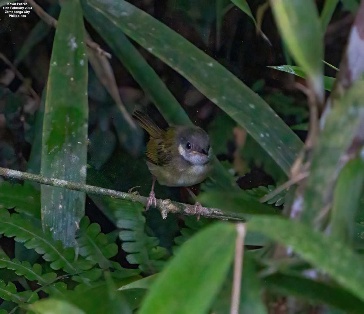 White-eared Tailorbird - Kevin Pearce