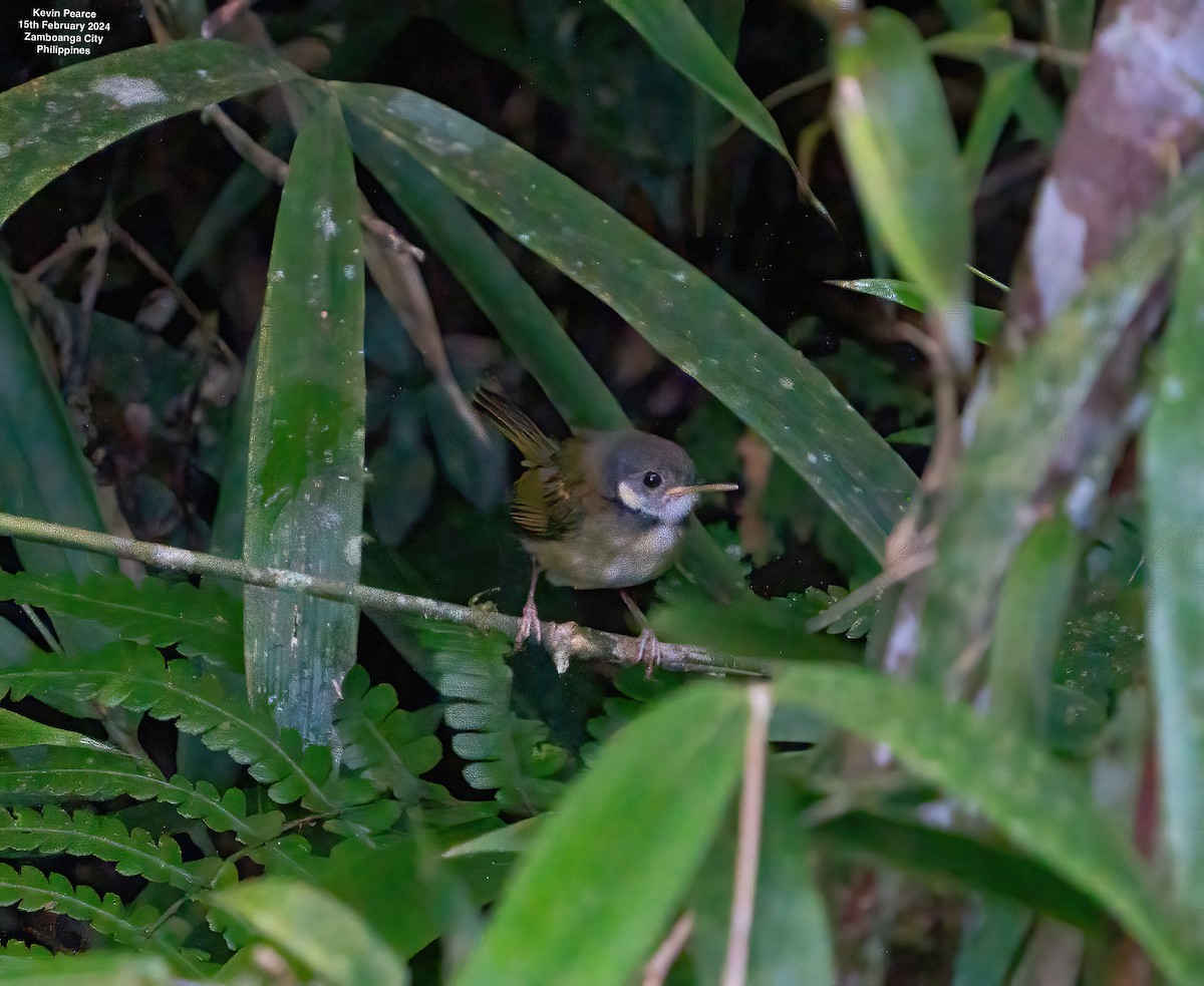 White-eared Tailorbird - Kevin Pearce