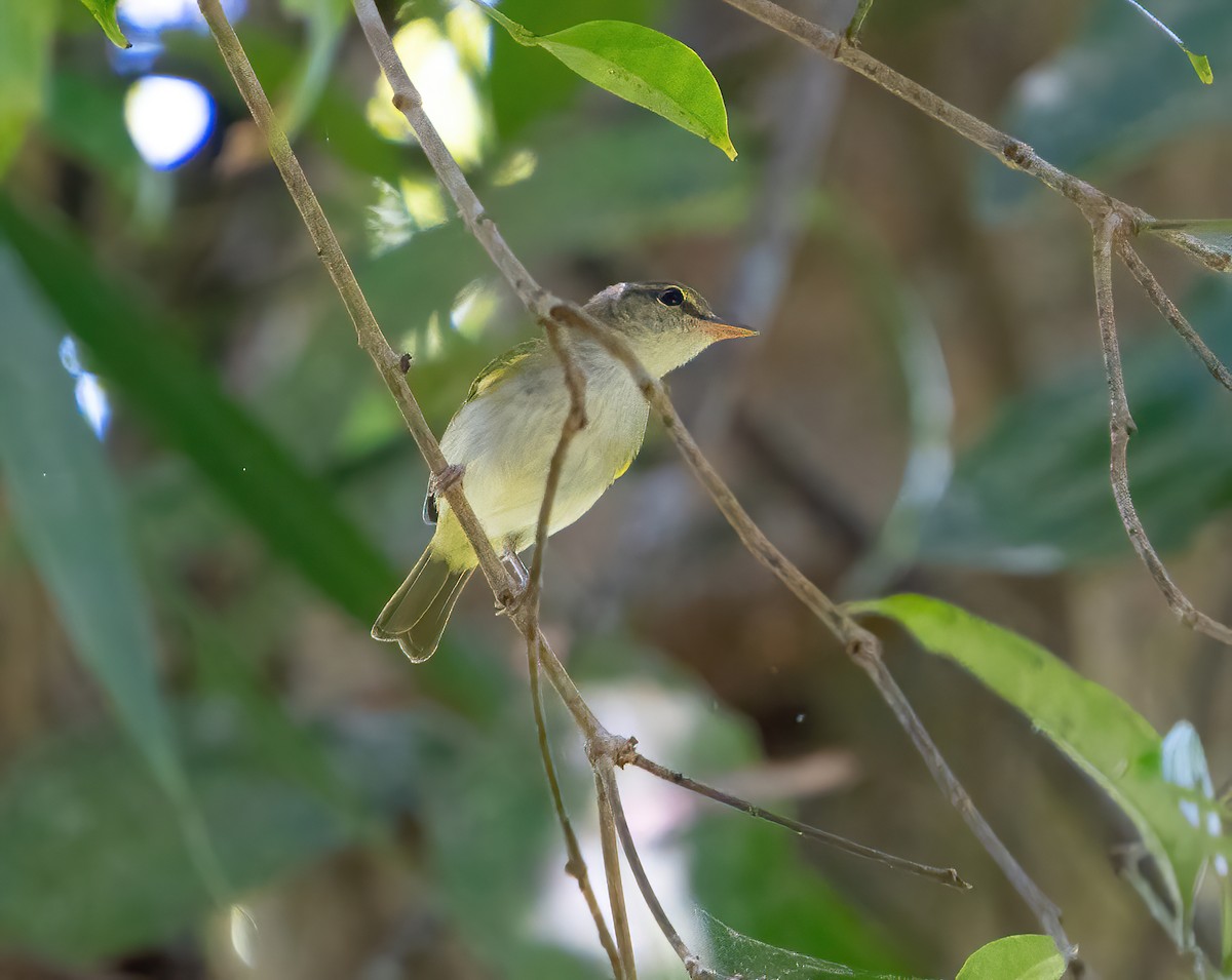 Philippine Leaf Warbler - Kevin Pearce