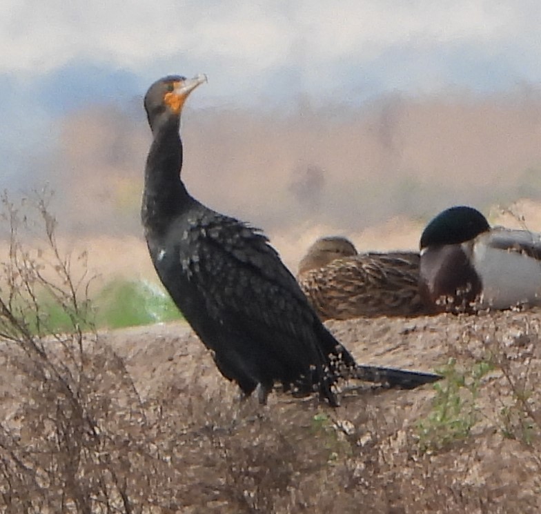 Cormorán Orejudo - ML614867949