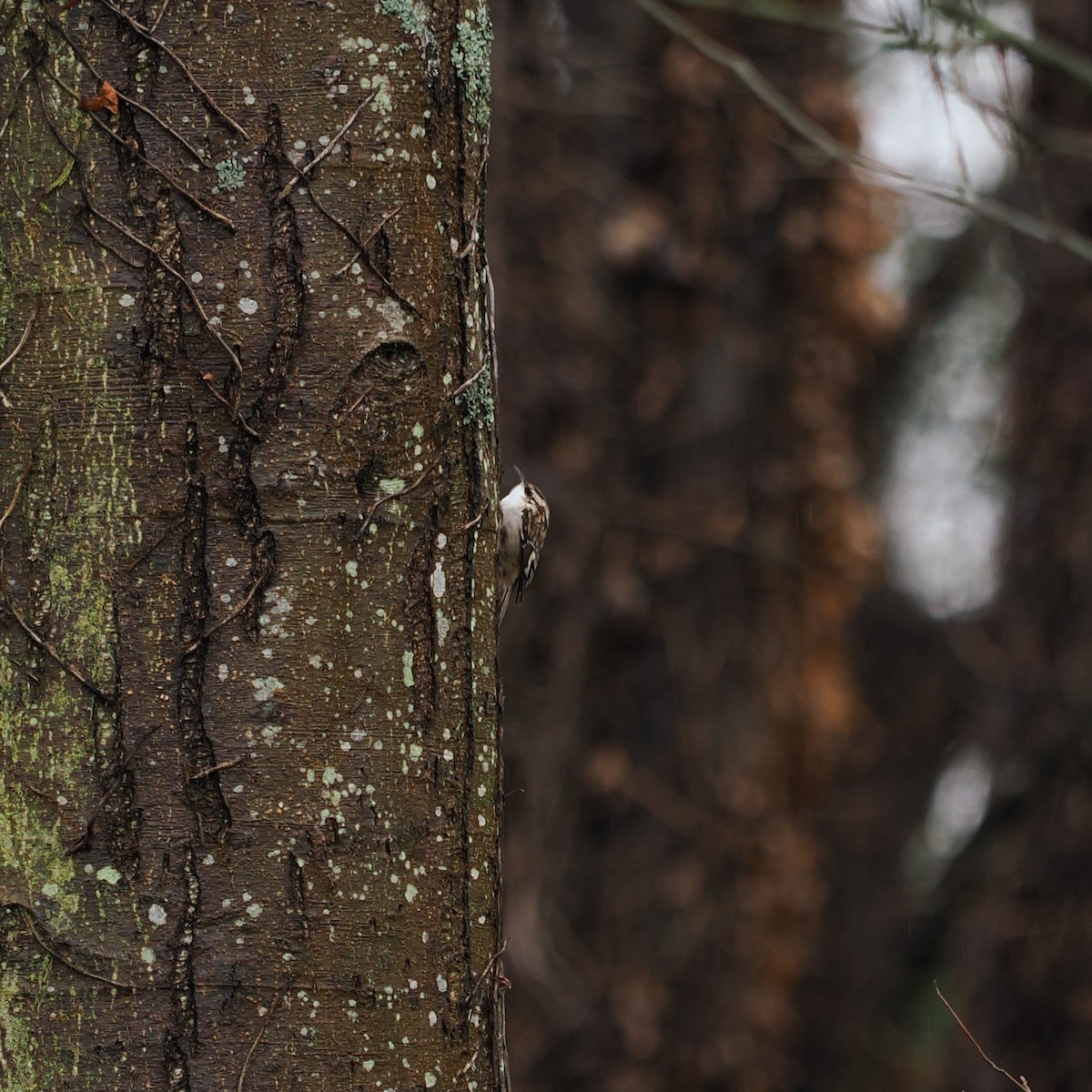 Brown Creeper - ML614867957