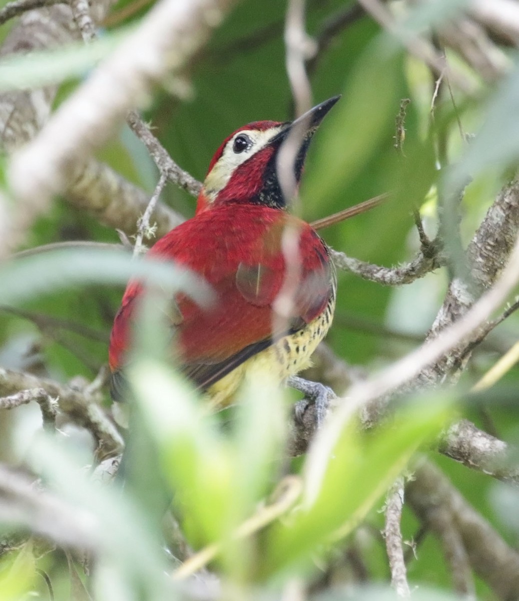 Crimson-mantled Woodpecker - Trevor Ellery
