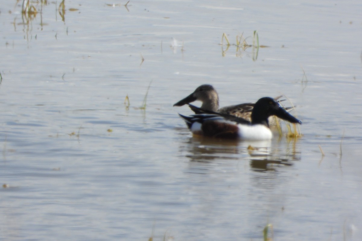 Northern Shoveler - ML614868015