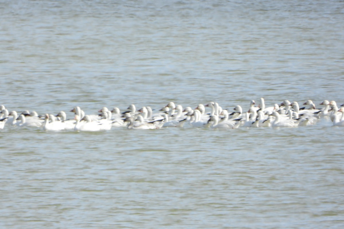 Snow Goose - Cathy Hagstrom